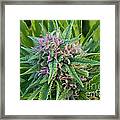 Medicinal Marijuana In Flower Framed Print