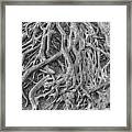 Medusa Roots Framed Print