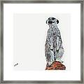 Meer Curiosity Framed Print