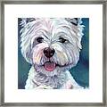 Meet And Greet - West Highland Terrier Framed Print