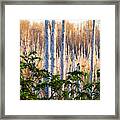 Melaleuca Forest Framed Print