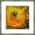Mellow Yellow - Signed Framed Print