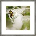 Menapis Longwing Butterfly Jardin Botanico Del Quindio Colombia Framed Print