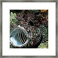 Merlets Scorpionfish Framed Print