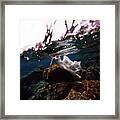 Mermaid Framed Print