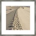 Mesquite Sand Dunes Framed Print