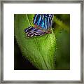 Mexican Blue Butterfly Framed Print