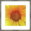 #mextures #mexturesapp #sunflower Framed Print