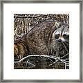 Michigan Raccoon Framed Print