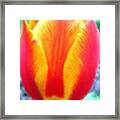 Micro Linear Tulip Framed Print