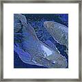 Midnight Blue Koi Framed Print