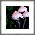 Midnight Mushrooms Framed Print