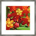 Milkweed Flowers Framed Print