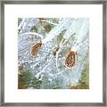 Milkweed Framed Print