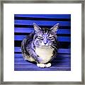 Mindful Cat In Electric Blue Framed Print