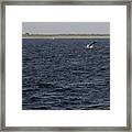 Minke Whale Breaching Framed Print