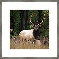 Missouri Elk Framed Print