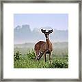 Misty Buck Framed Print