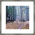 Misty Morning Trail In The Woods Framed Print