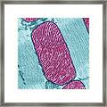 Mitochondria, Tem Framed Print