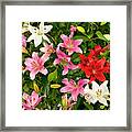 Mixed Assorted Asiatic Lilies Flower Framed Print