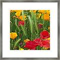 Mixed Poppies Framed Print