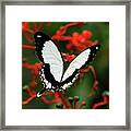 Mocker Swallowtail Framed Print