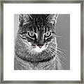 Molly, The Green Eyed Cat Framed Print