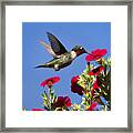 Moment Of Joy Hummingbird Square Framed Print