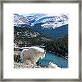 Momma Goat And Kid Overlooking Blue Lakes Framed Print