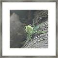 Cuban Knight Anole Framed Print