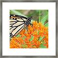 Monarch Butterfly 3050 Framed Print