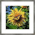 Male Eastern Tiger Swallowtail - Papilio Glaucus And Sunflower Framed Print