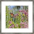Monarch Butterfly In Joe Pye Weed Framed Print