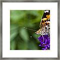 Monarch Butterfly Framed Print