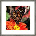 Monarch Butterfly Number Two Framed Print
