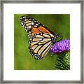 Monarch Butterfly On A Thistle Framed Print