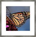Monarch Butterfly On Pink Dahlia Framed Print