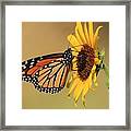 Monarch Butterfly On Sun Flower Framed Print