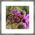 Monarch Butterfly On The Pink Cosmos Framed Print