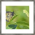 Monarch Butterfly Framed Print