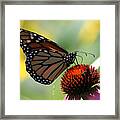 Monarch Butterfly Stony Brook New York Framed Print