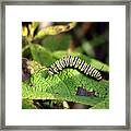 Monarch Caterpillar Framed Print
