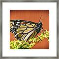 Monarch For You Framed Print