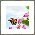 Monarch Framed Print