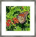 Monarch I Framed Print