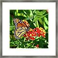 Monarch Ii Framed Print