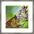 Monarch Framed Print