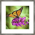 Monarch Moth On Buddleias Framed Print