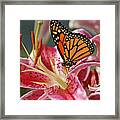 Monarch On A Stargazer Lily Framed Print